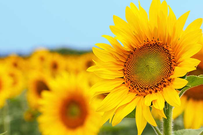 おしゃれな結婚式を綴るコラム ファルベ 夏といえばこのお花 元気で明るい気持ちになれる ひまわり に夢中