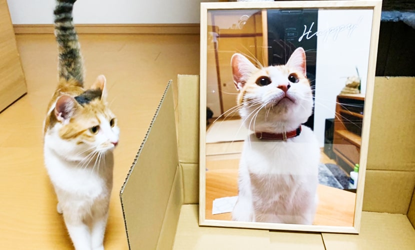 インテリアポスター