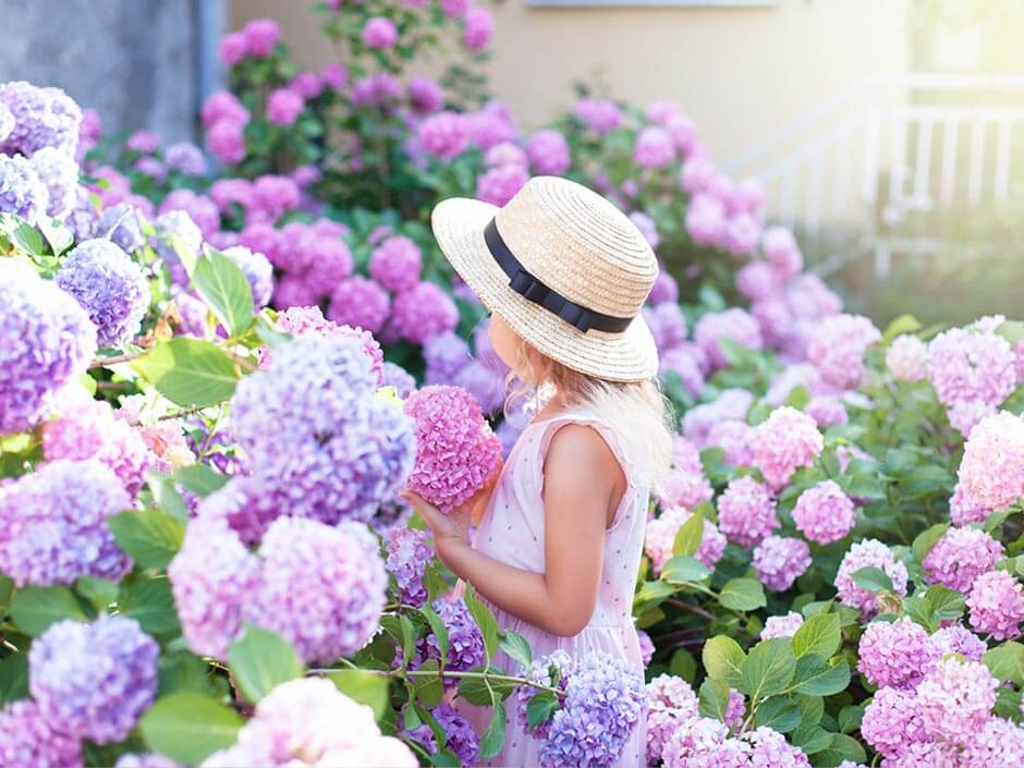 紫陽花が咲く雨上がりの庭