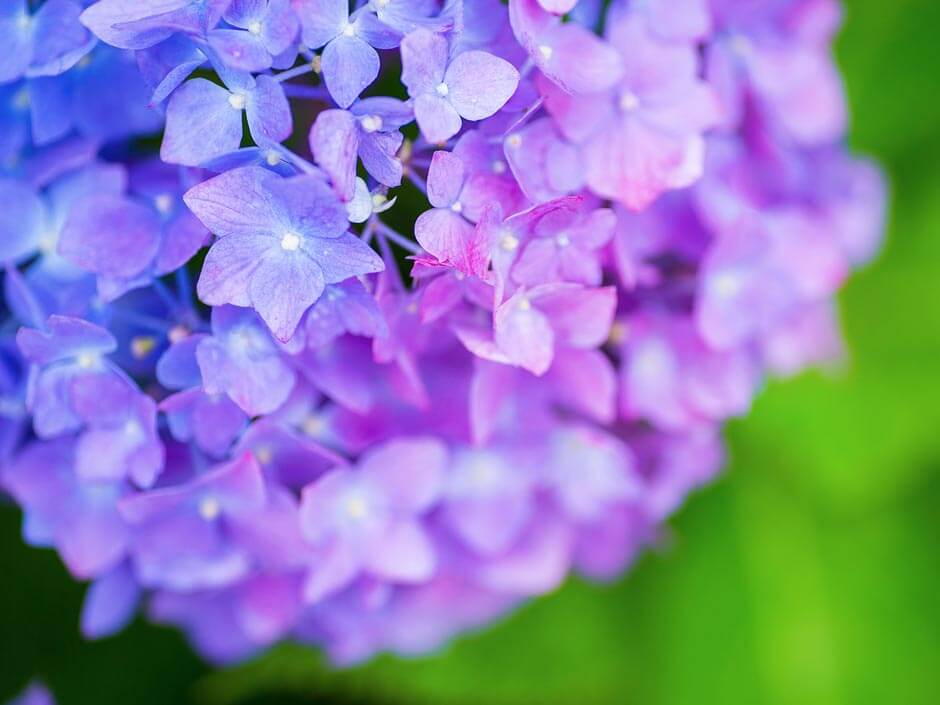 紫色の紫陽花の花