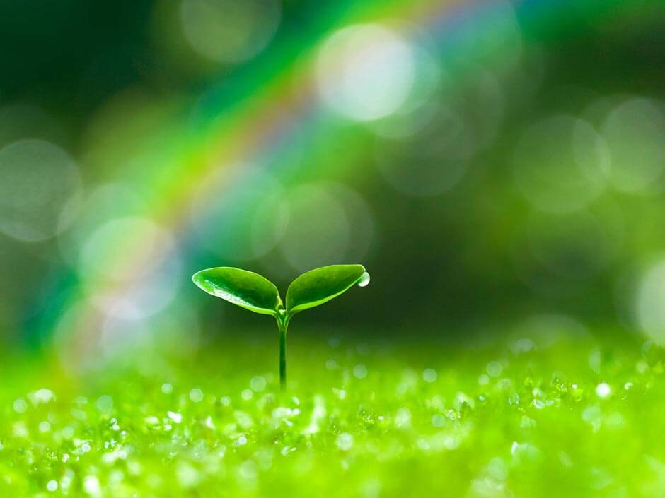 雨上がりの若葉と虹