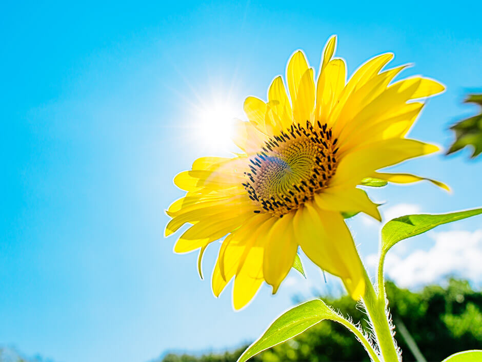 太陽とヒマワリの花