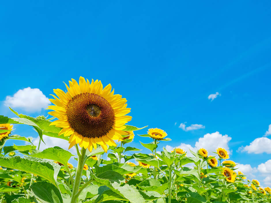 青空をバックに咲くひまわりの花