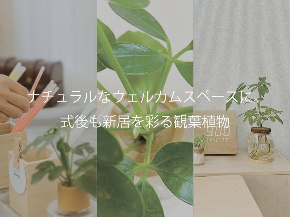 結婚式当日のウェルカムスペースと、式後も新居を彩る観葉植物カポック