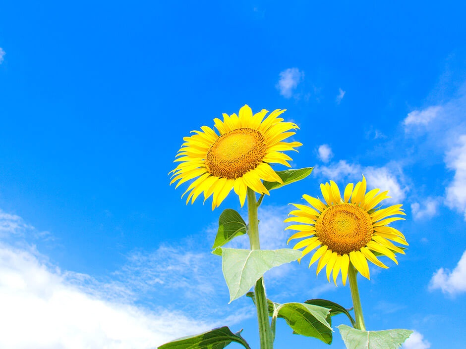 太陽とヒマワリの花