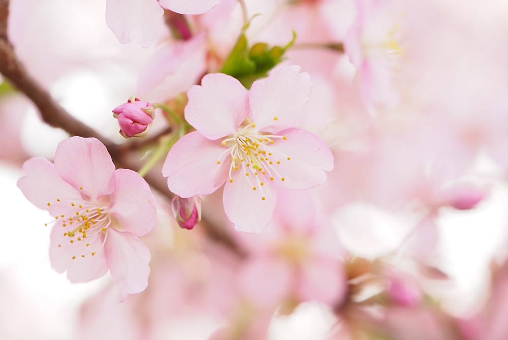 満開の河津桜の咲く日本の春の風景
