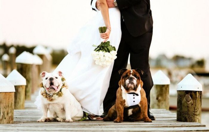 愛犬も大事な家族 リングドッグとして結婚式に参加してもらおう アツメル結婚式レシピ 買える結婚式アイテム Wedding Mart ウェディングマート