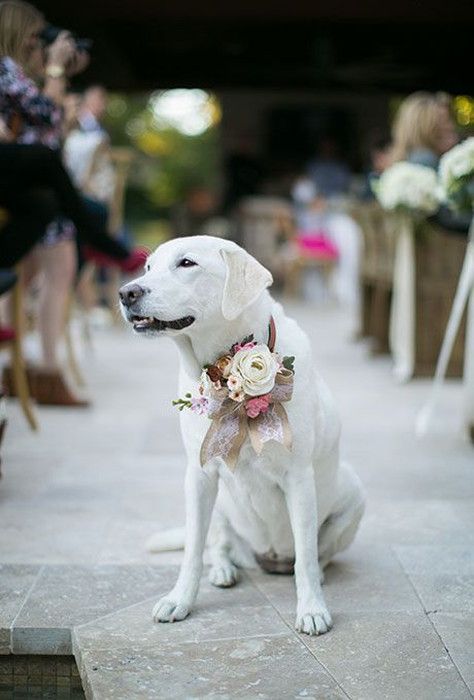 愛犬も大事な家族 リングドッグとして結婚式に参加してもらおう アツメル結婚式レシピ 買える結婚式アイテム Wedding Mart ウェディングマート