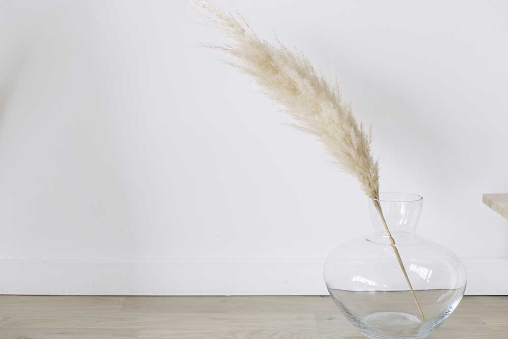 パンパスグラス